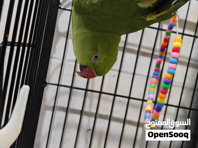 للبيع نثية درة اليفة متكلمة