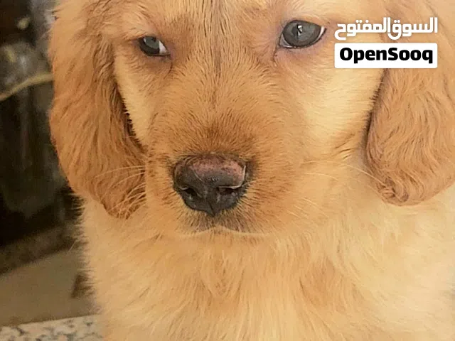 متوفر جراء جولدن ريتريفر لون ذهبي العمر  50 يوم  اخذت المطاعيم  في الزرقاء