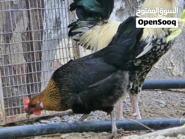 دجاج عماني منتج وغير منتج اقرا الوصف