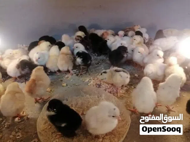 صيصان بلدي وأبو رقيبه وباكستاني ونسبه  خفيفه جدا فيومي ما شاء الله بصلاه ع النبي