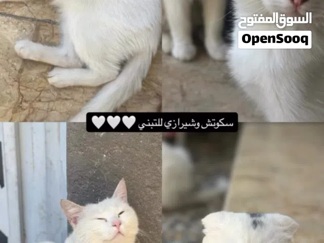 قطط للتبني