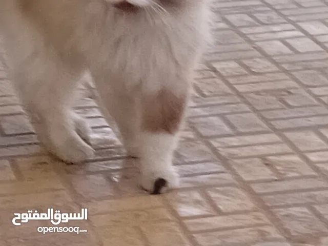 قطة راغدول
