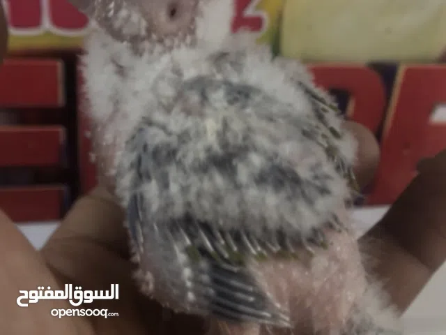 Conure babies (Parents female Suncheek & Male Pinaple) 25 days old 2 nos @Khalifa City Abu Dhabi