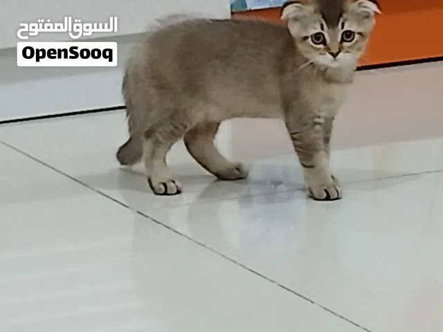 قطة سكوتش فولد انثى