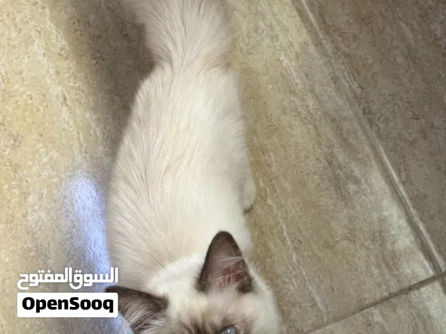قطه للبيع سيامي