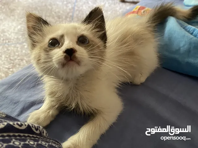 قطة سيامية صغيرة للتبني - بالمجان
