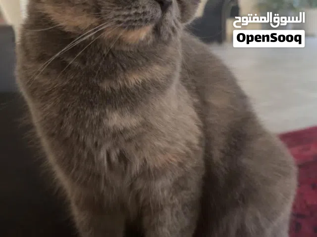 قطه سكوتش ستريت مميزه لإنتاج طفرات قطط الوان مميزه القطه بيور من اب فولد وام برتش سعرها رخيص جدا 45