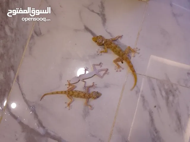 شركة مكافحة جميع الحشرات بالجبيل