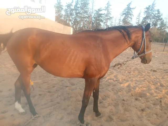 فرس انجليزيه،انحليزيه