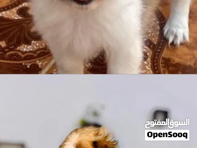 كلب اليف للبيع عدم تفرغ له