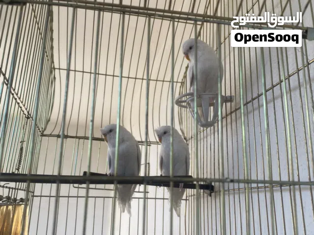 عصافير حب بصلاة عالنبي بداية خيرهم السعر بالوصف