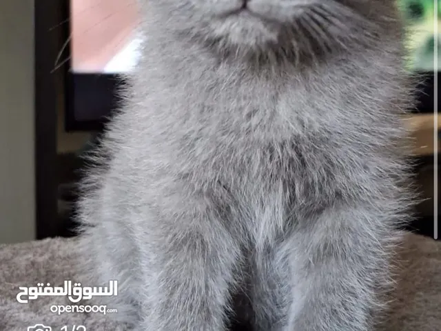 بريتش و راجدول فولد شهرين