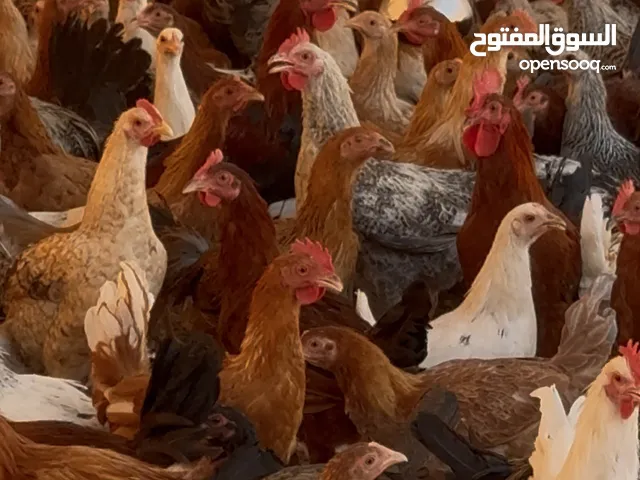 Chicken for sale organic