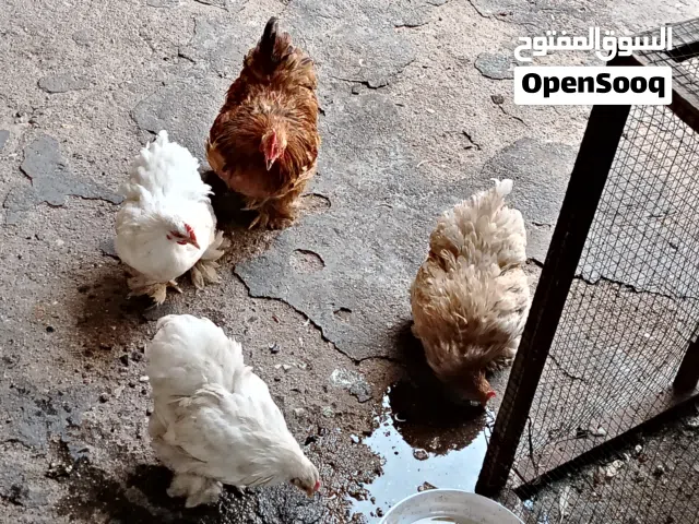 دجاج كوشن أبيض وليموني حاليا بياض