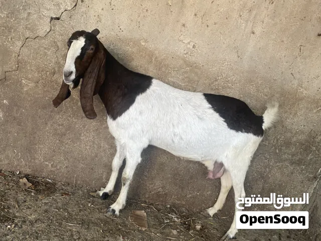 صخلة افغانية للبيع