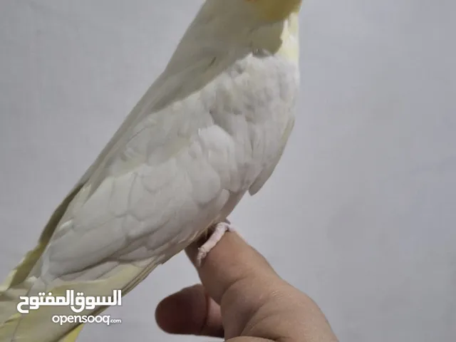 كوكتيل اليف اقرا الوصف