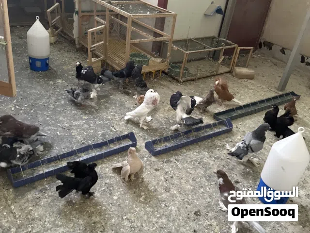 حمام زينة للبيع شلع