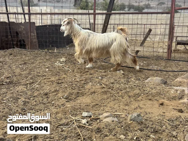 غنم من خلال الرحوب