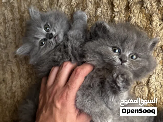 قطط بريتش لونق هير بيور