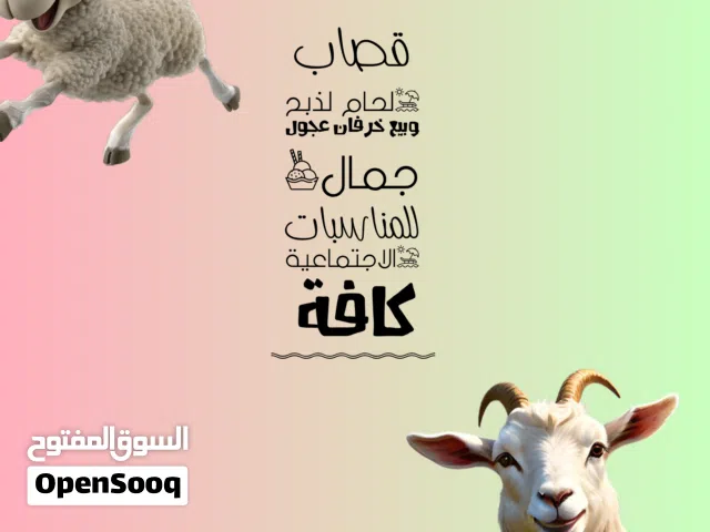 يوجد لدينا خرفان عجول للمناسبات الاجتماعية كافة