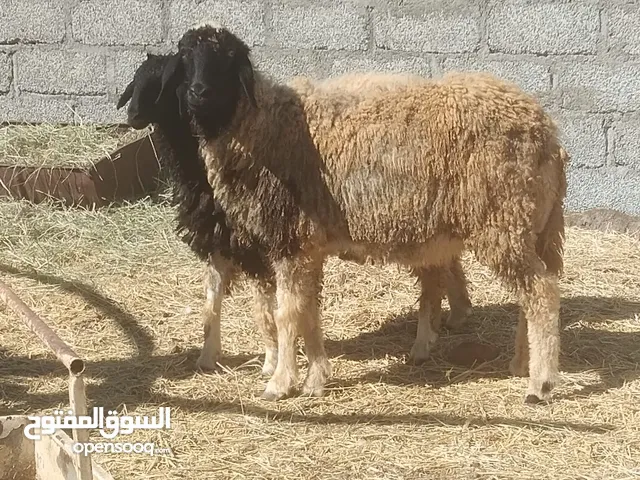 جيعده هنديه مع بنتها بكر اول ولد اوثاني ولد فقط للبيع