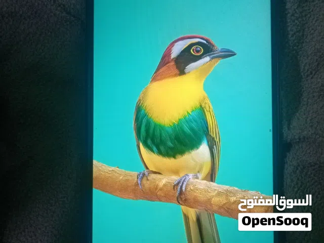 زي تي إي للبيع