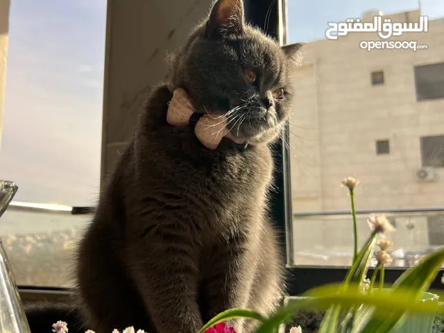 قطط للبيع الزرقاء