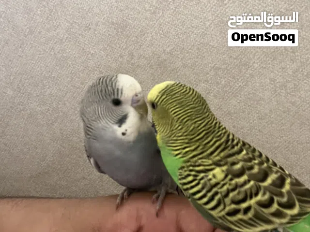 طيور حب ربوه يوقفون على الايد
