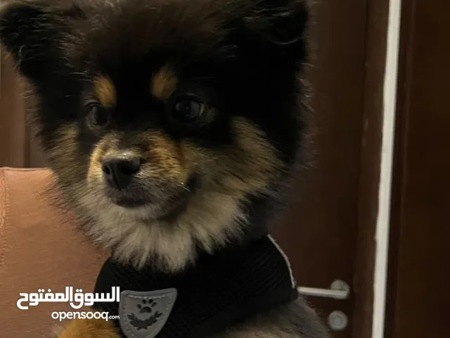 أنثى بومرينان منتجه