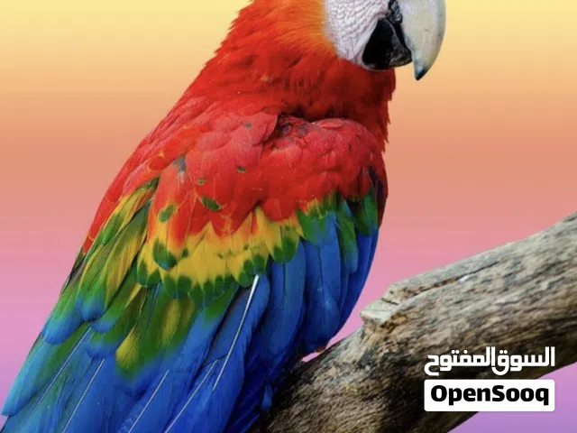 ببغاء اللوري