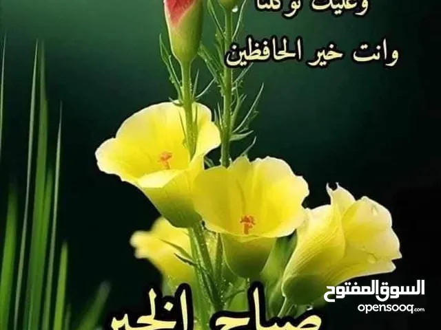 دجاج بلدي للبيع