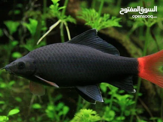 باروت اكبر من كف اليد و4حبات تنين احمر صحه ونظافه