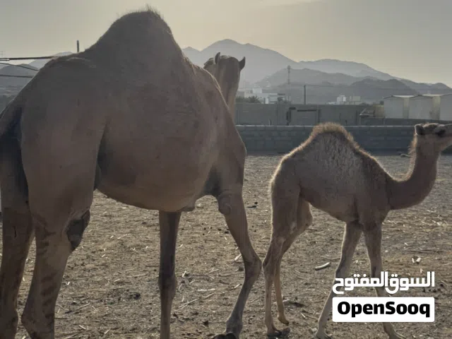 بوش  للبيع