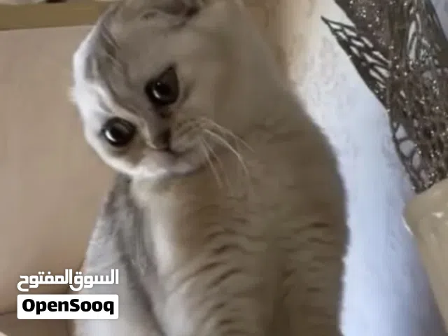 قطة سكوتش فولد انثى عمر 5 اشهر مطعمه لون سلفر شديد