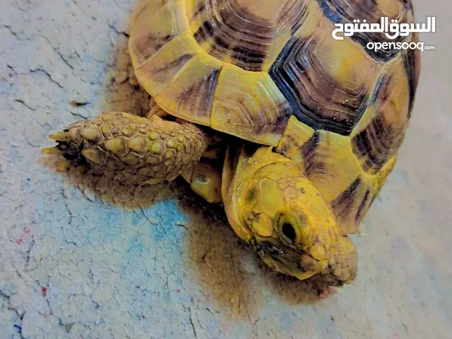 سلحفاة برية العمر : ما يقارب خمس سنوات ونصف الجنس: ذكر السلحفاه للبيع او للبدل بايفون X
