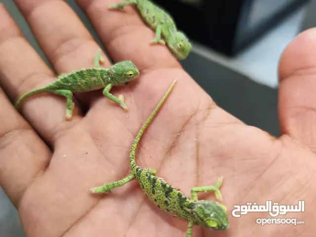 Baby Chameleon,s