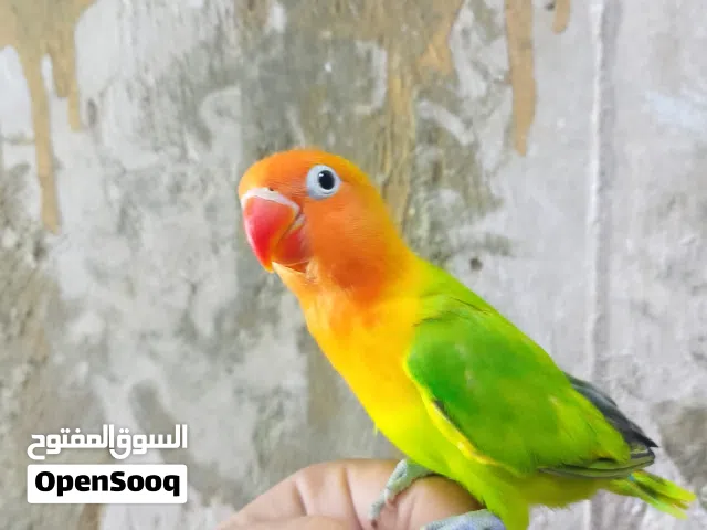 متاح غندوره فيشر كرين اي ونج مفطوم