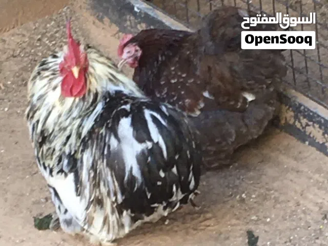 دجاج استرالى 2 دجاجة و 1 فروج