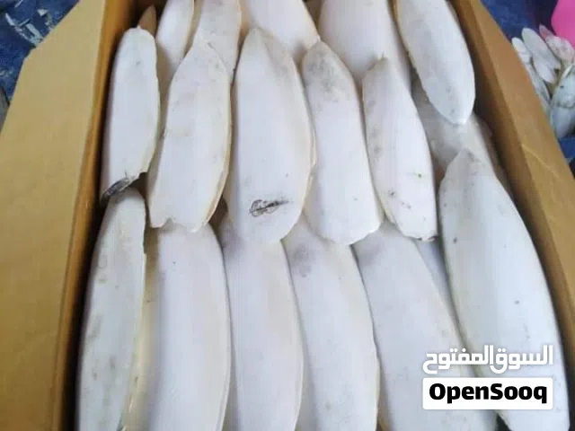 عظم حبار الحبه  اقل طلبية ريال