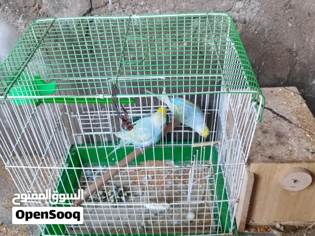 طيور حب للبيع