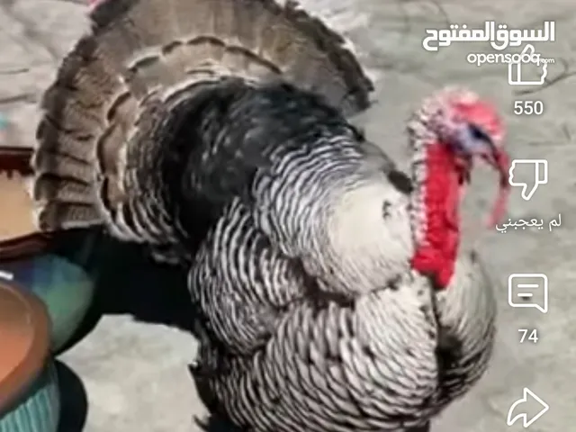 مطلوب ذكر ديك رومي