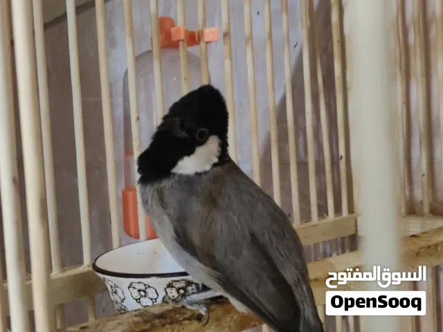 بلبل اليف نثية مندلاوي