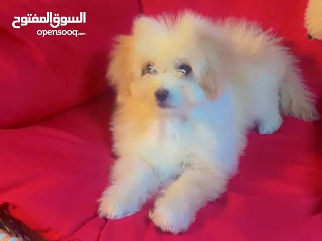 بدك احلى هدية وأفضل صديق يدخل قلبك من أول نظرة؟
