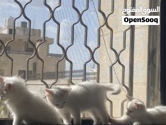 قطط للبيع عمر شهرين شنشيلا مكس انجورا متعودين عاللتر بوكس وبياكلو دراي فود يلي مهتم يتواصل