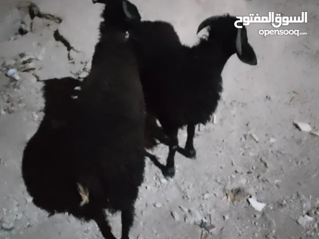 خرفان ثنين اوزان واحد 45وثاني 41