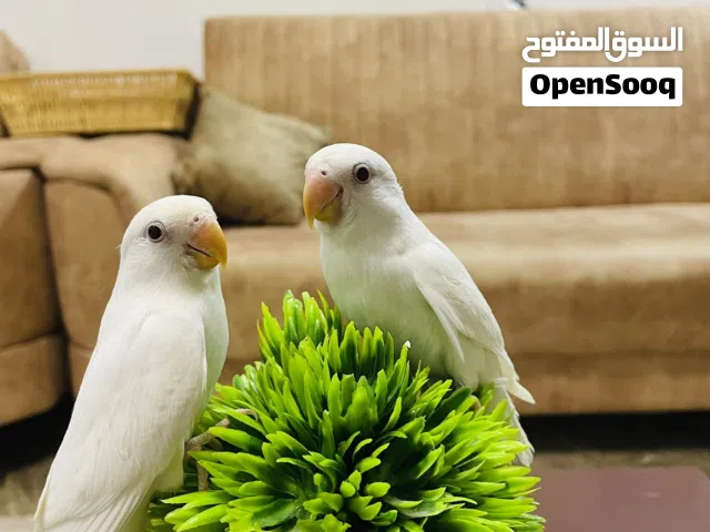 زوز طروف بركديلو مروضات ترويض تام البينو طير ربي يبارك البيع بي طرف ولا معا بعض
