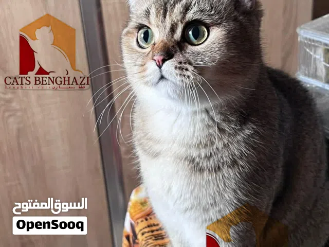 ذكر سكوتش استريت