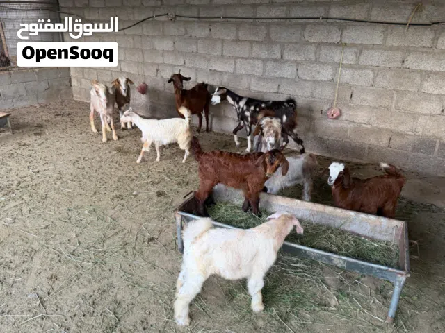 اغنام عمانية للبيع