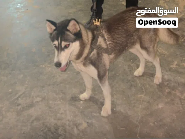 كلب هاسكي صغير انثى