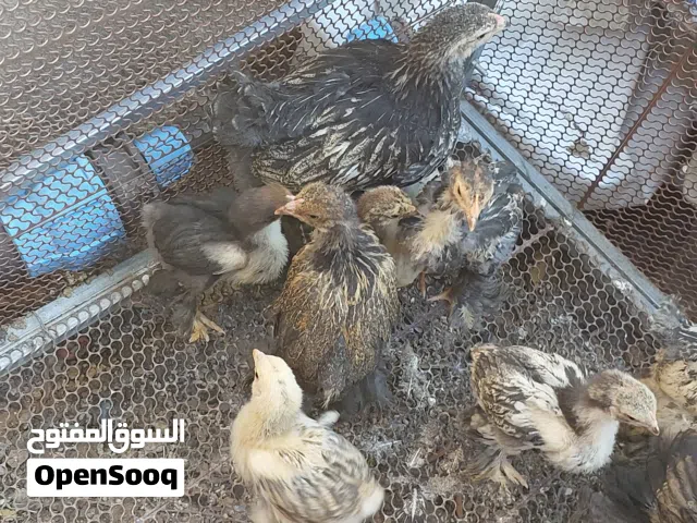 متاح صوص براهما
